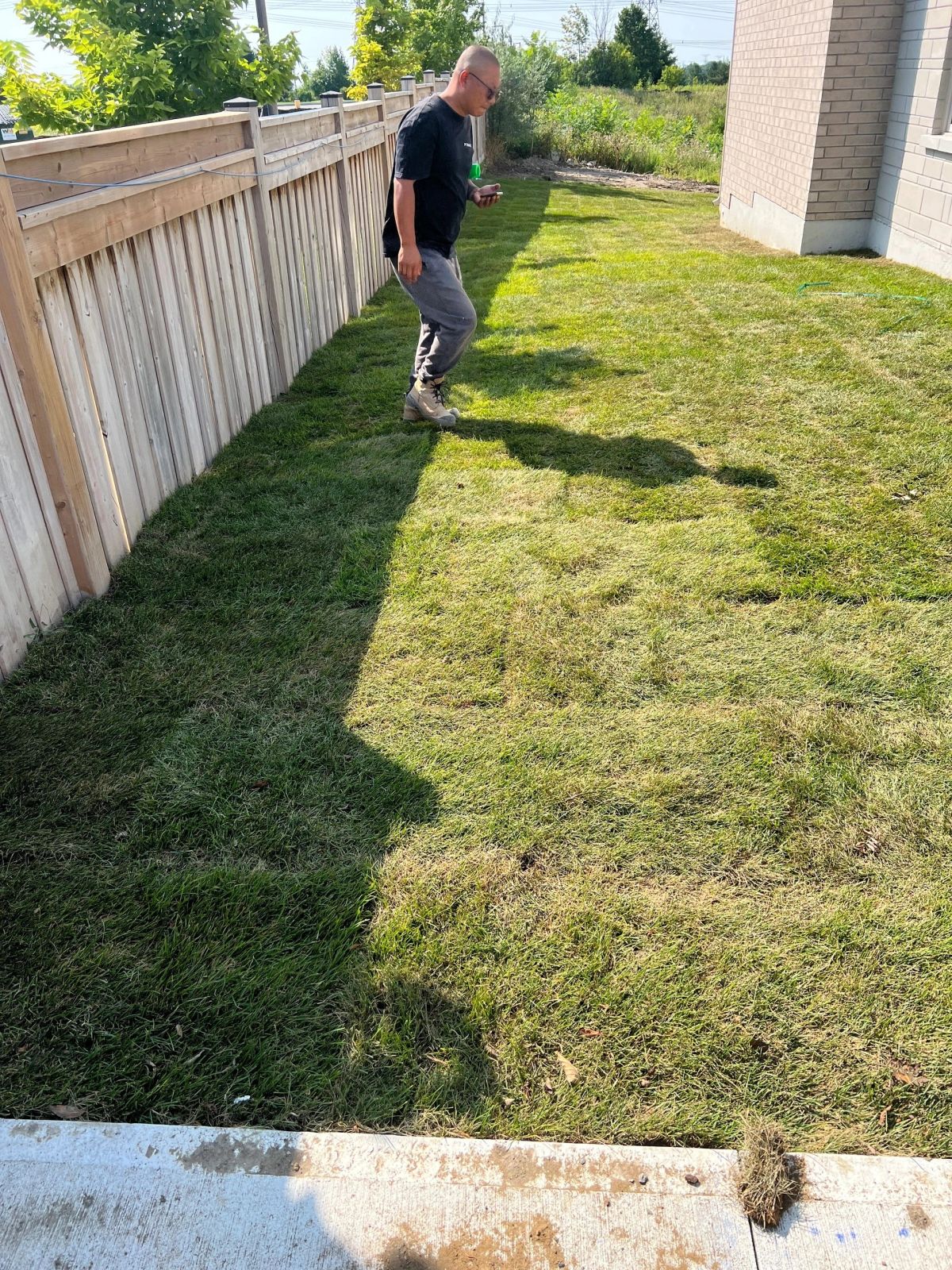 Freshly laid sod lawn